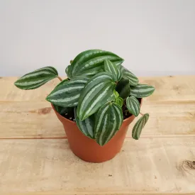 4" peperomia mini watermelon