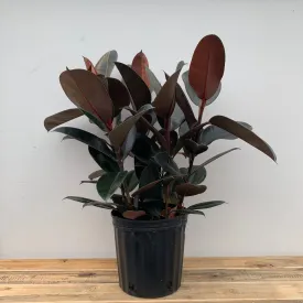 8" ficus burgundy